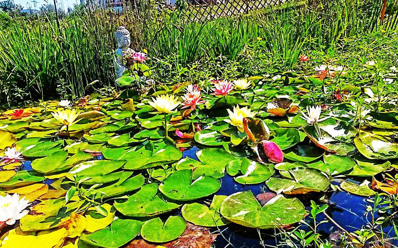 Biolago Agriturismo Il Poderino | Biolake Farmhouse Il Poderino | Biosee Bauernhaus Il Poderino