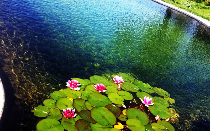 Biolago Agriturismo Il Poderino | Biolake Farmhouse Il Poderino | Biosee Bauernhaus Il Poderino